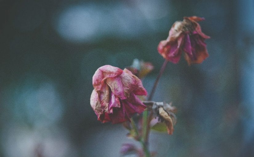PRAYER FOR THE DYING